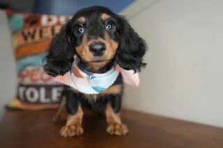 Angelique Miniature Dachshund 01