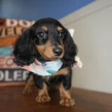 Angelique Miniature Dachshund 02