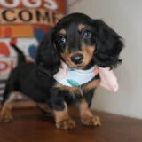 Angelique Miniature Dachshund 03