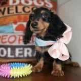 Angelique Miniature Dachshund 04