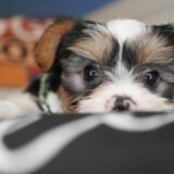 Barnabas Morkie 02