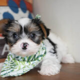 Barnabas Morkie 03