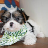 Barnabas Morkie 04