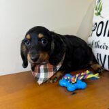 Bill Miniature Dachshund 02