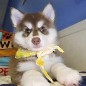 Booker Pomsky 01