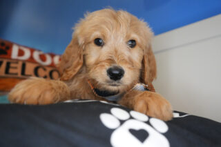 Brian Goldendoodle 01