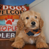 Brian Goldendoodle 03