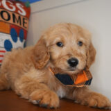 Brian Goldendoodle 04