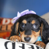 Brienne Miniature Dachshund 04