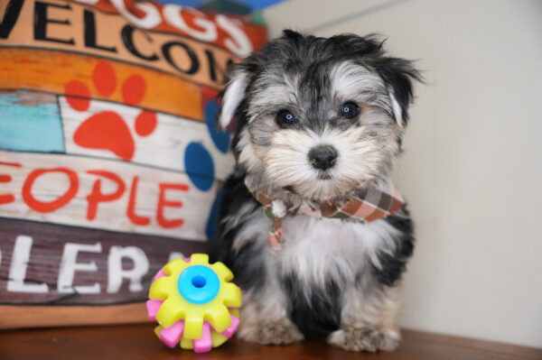 Casper Morkie 01