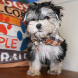 Casper Morkie 02