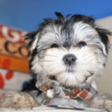 Casper Morkie 03