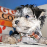 Casper Morkie 04