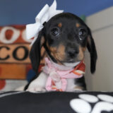 Chai Miniature Dachshund 03