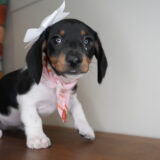 Chai Miniature Dachshund 04