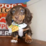 Chandler Miniature Dachshund 02