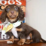 Chandler Miniature Dachshund 03