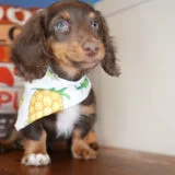 Chandler Miniature Dachshund 04