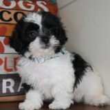 Chowder Shihpoo 01