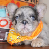 Chucky French Bulldog 03