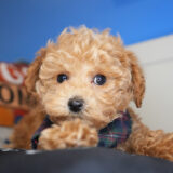 Clifford Miniature Poodle 01