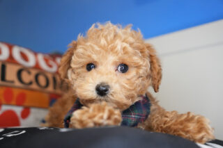 Clifford Miniature Poodle 01