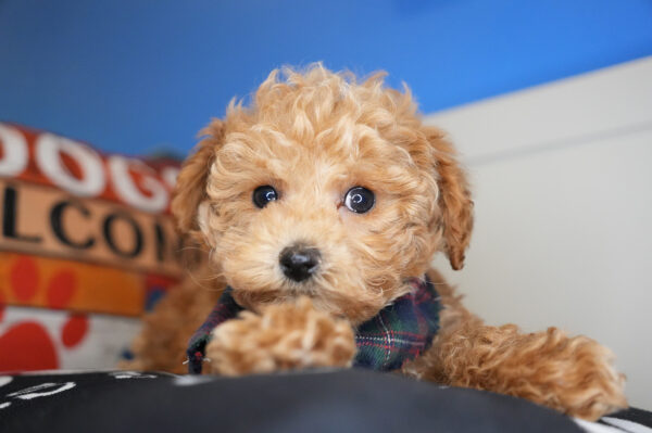 Clifford Miniature Poodle 01