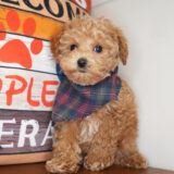 Clifford Miniature Poodle 03