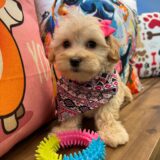 Cookie Maltipoo 01