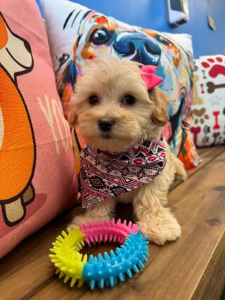 Cookie Maltipoo 01