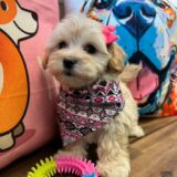 Cookie Maltipoo 02