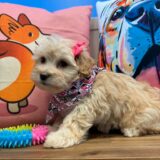 Cookie Maltipoo 03