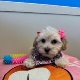 Cookie Maltipoo 04