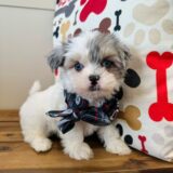 Cooper Maltipoo 01