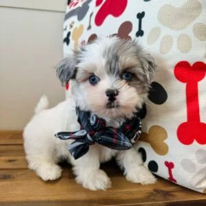 Cooper Maltipoo 01