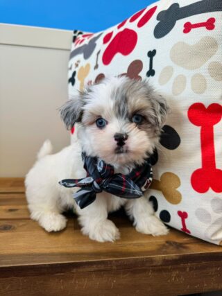 Cooper Maltipoo 01