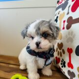 Cooper Maltipoo 02