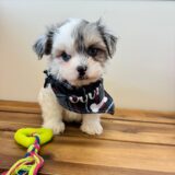 Cooper Maltipoo 03