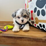 Cooper Maltipoo 04