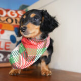 Count Miniature Dachshund 02