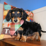 Count Miniature Dachshund 03