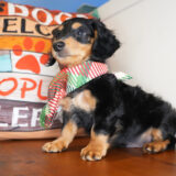 Count Miniature Dachshund 04