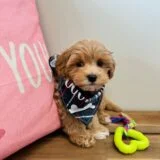 Denver Maltipoo 02