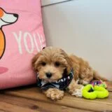 Denver Maltipoo 03