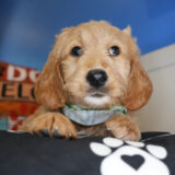 Dexter Goldendoodle 01