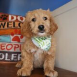 Dexter Goldendoodle 02