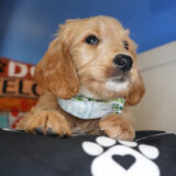 Dexter Goldendoodle 04