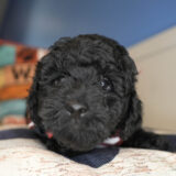 Edward Miniature Poodle 02