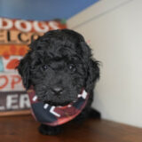 Edward Miniature Poodle 04