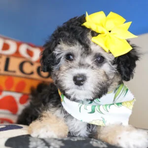 Elphaba Maltipoo 01